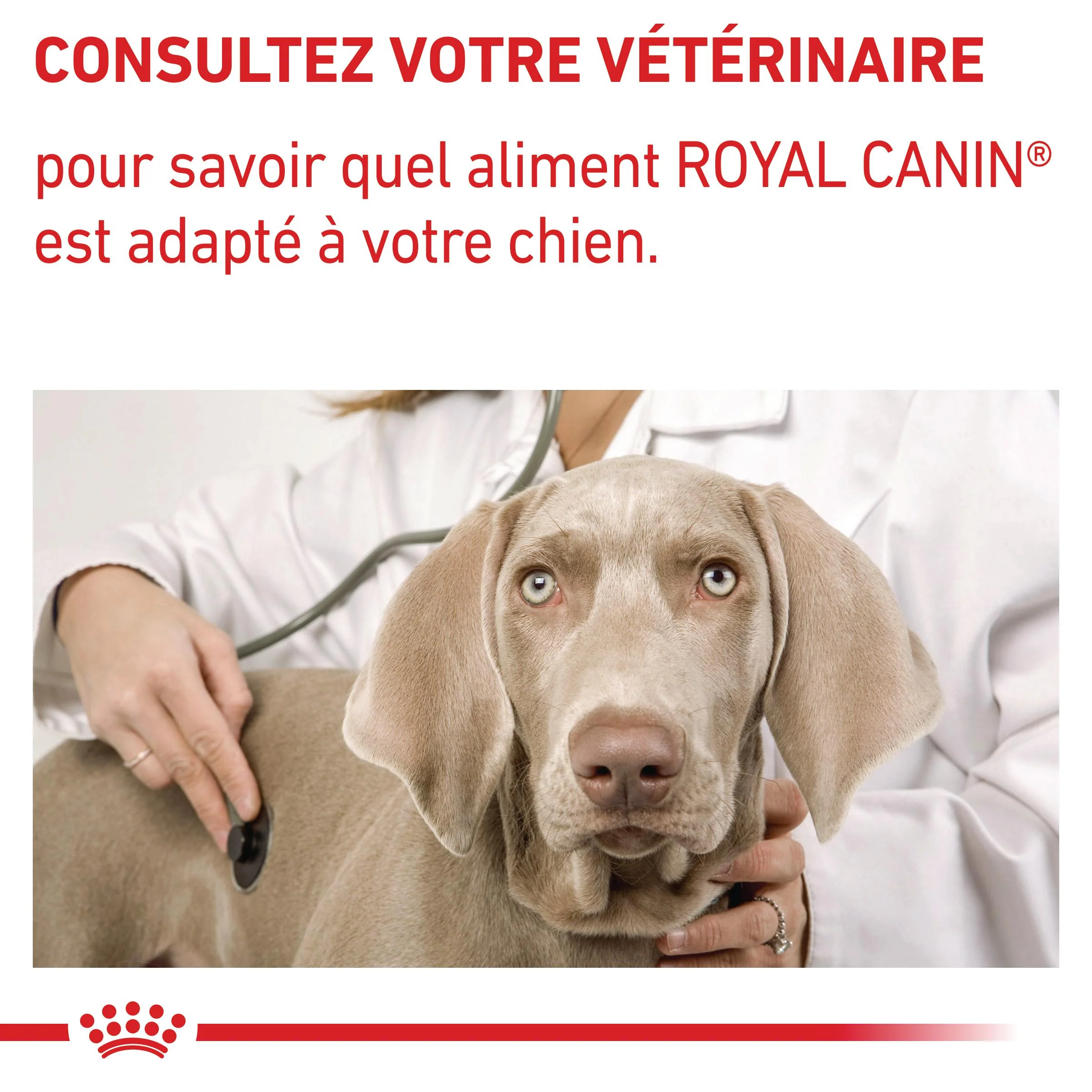 Royal Canin Veterinary Dog Adult - Pâtée pour chien – Image 5